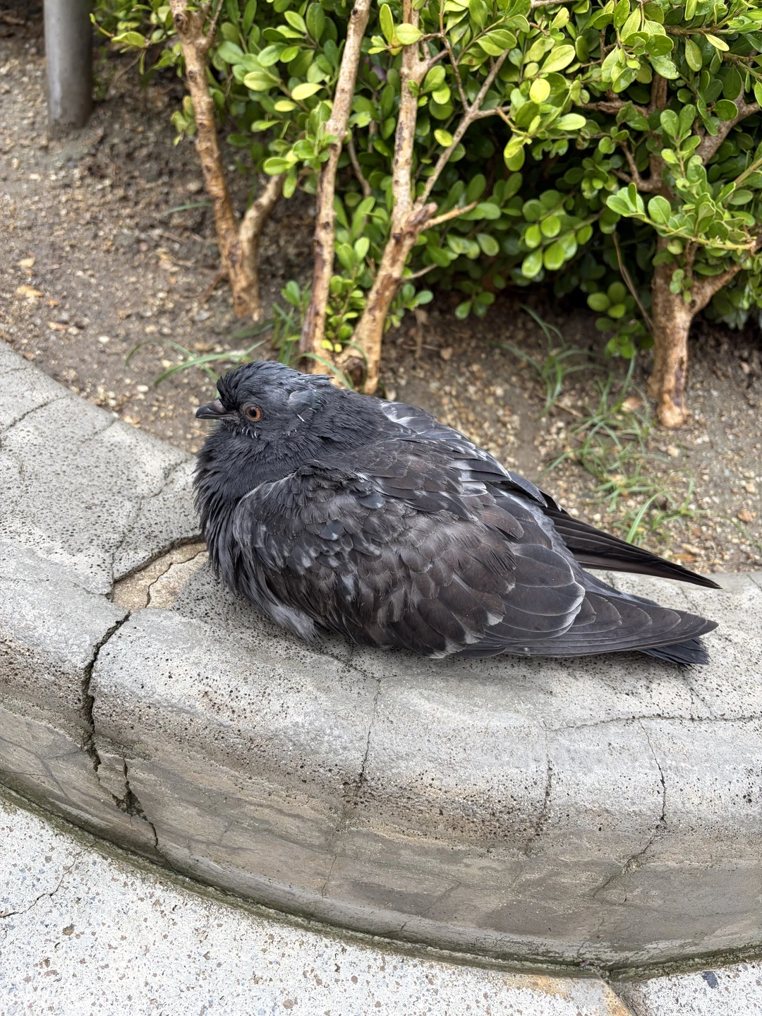 11:00から出勤です💐 先週、ユニバにいた警戒心0の鳩さん 最近のお気に入り写…画像