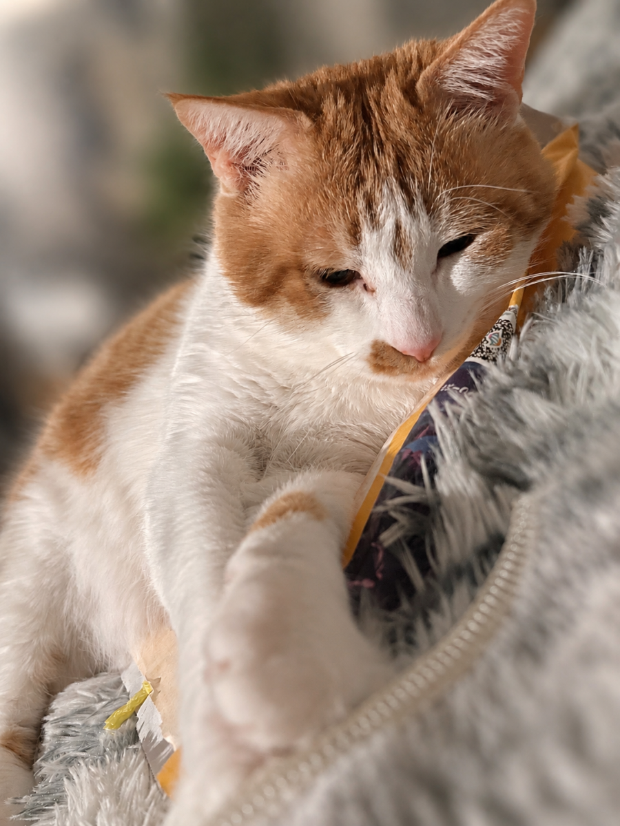 換毛期がすごい🐱の画像