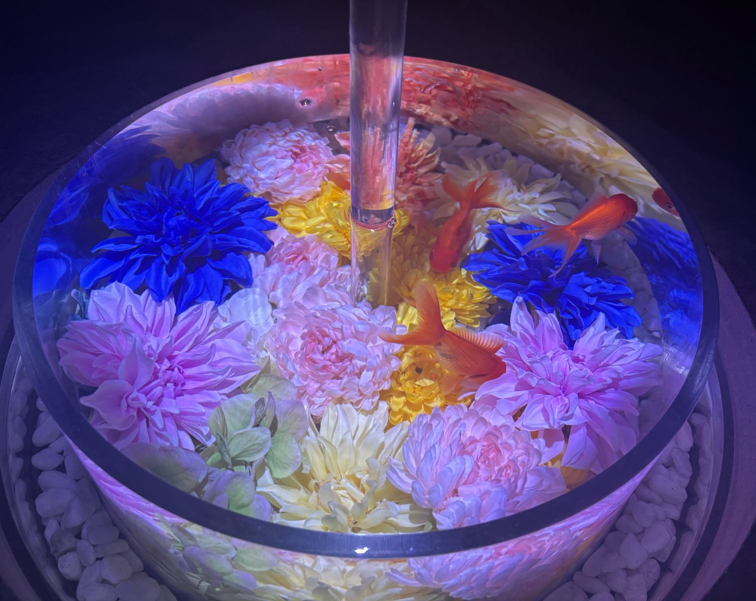 金魚の画像