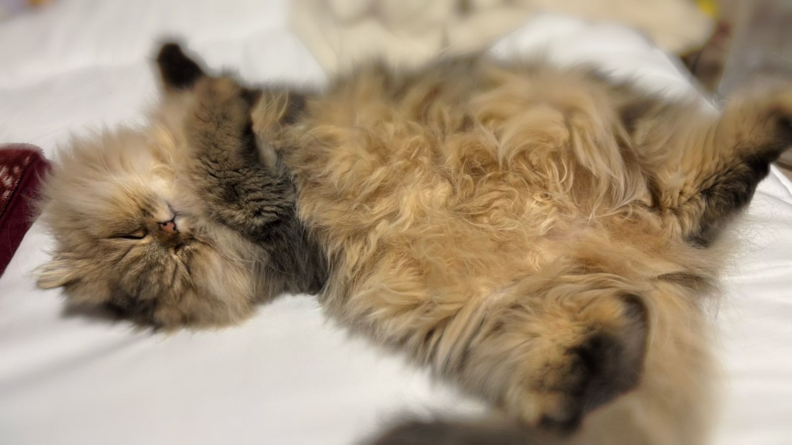 🐱🏥の画像