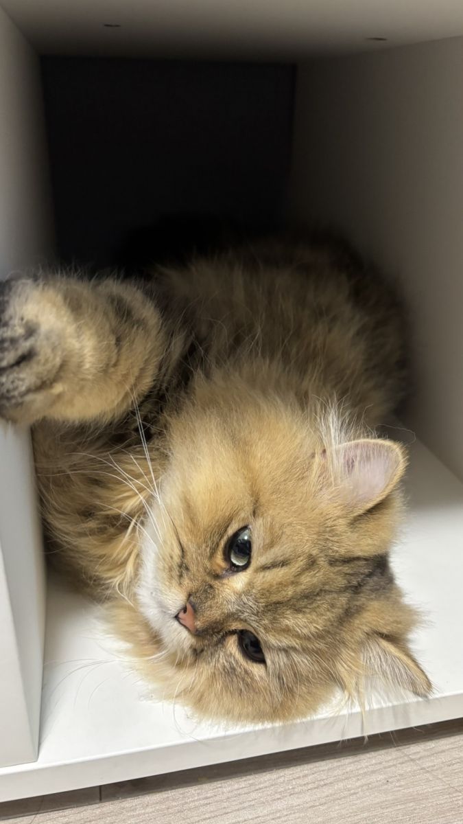 🐱🎂の画像