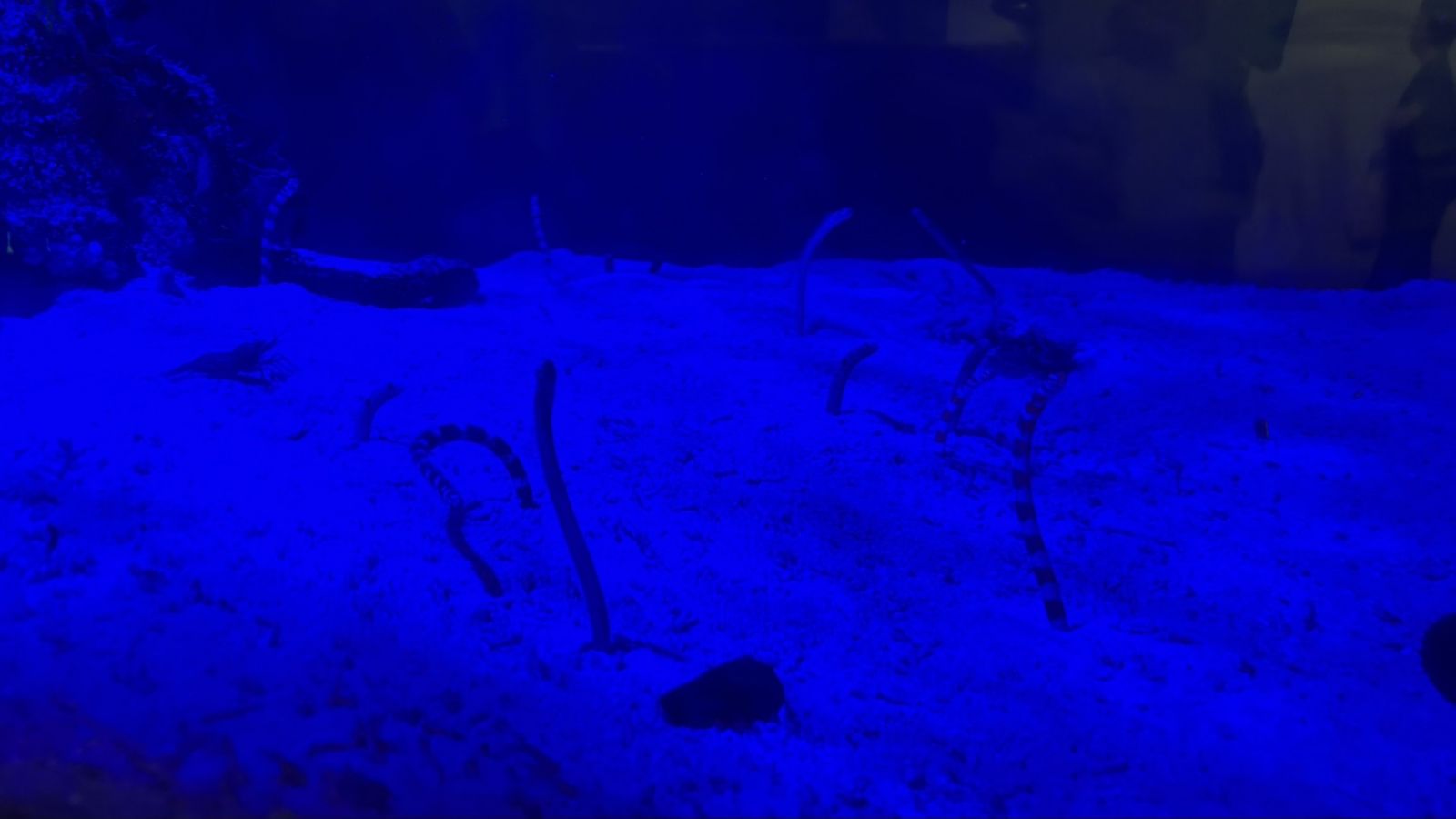 🐬🐟🐠の画像