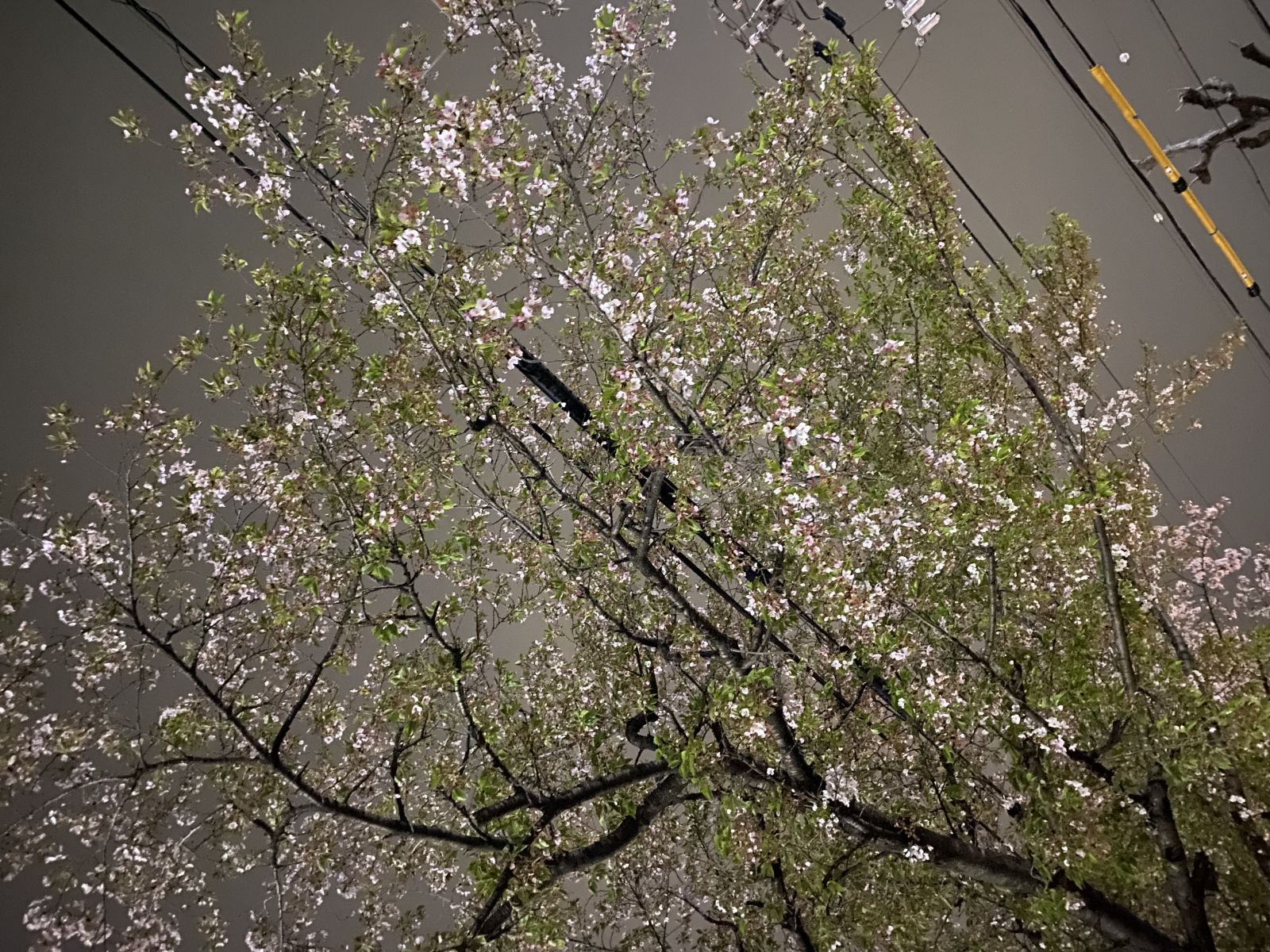 出勤前🗓️15:00〜23:00🍓の画像